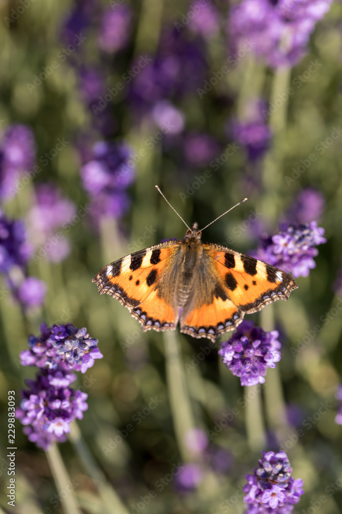 Colorful Butterfly on the blooming lavender flowers Colorful Butterfly on the blooming lavender flowers