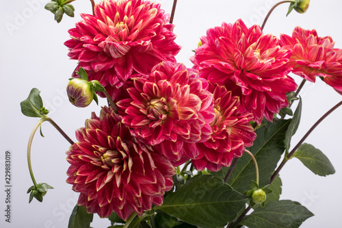 Fototapeta Naklejka Na Ścianę i Meble -  Red dahlia flower isolated on white background