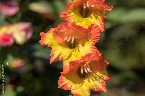 Fototapeta Naklejka Na Ścianę i Meble -  Head of  gladiolus flower in summer garden