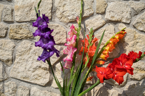 Fototapeta Naklejka Na Ścianę i Meble -  Head of  gladiolus flower against the background of a limestone wall