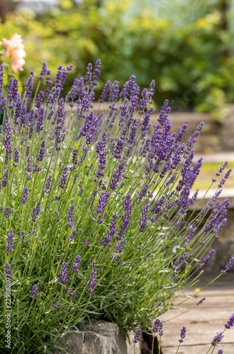 Fototapeta Naklejka Na Ścianę i Meble -   the blooming lavender flowers in Provence, near Sault, France