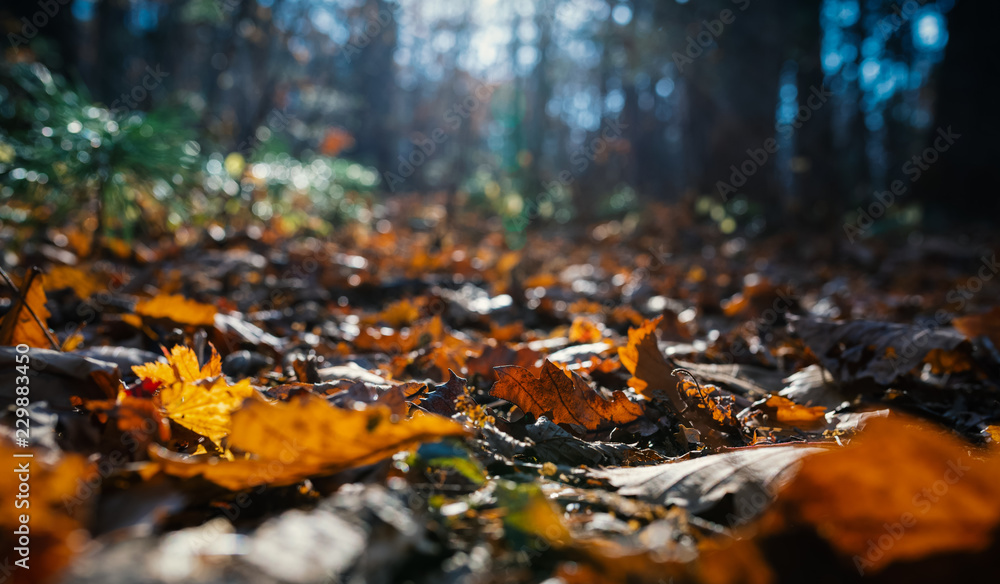 Autumn forest - photo from the ground. Shallow depth of field.