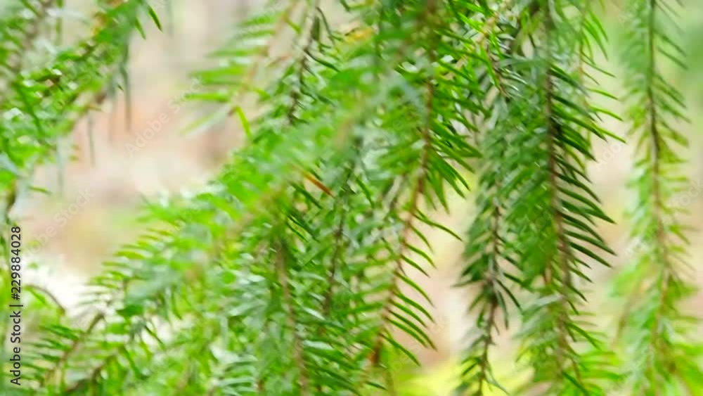 Branches of green spruce in the forest. Needle coniferous tree close. Branches of green spruce in the forest. Needle coniferous tree close.