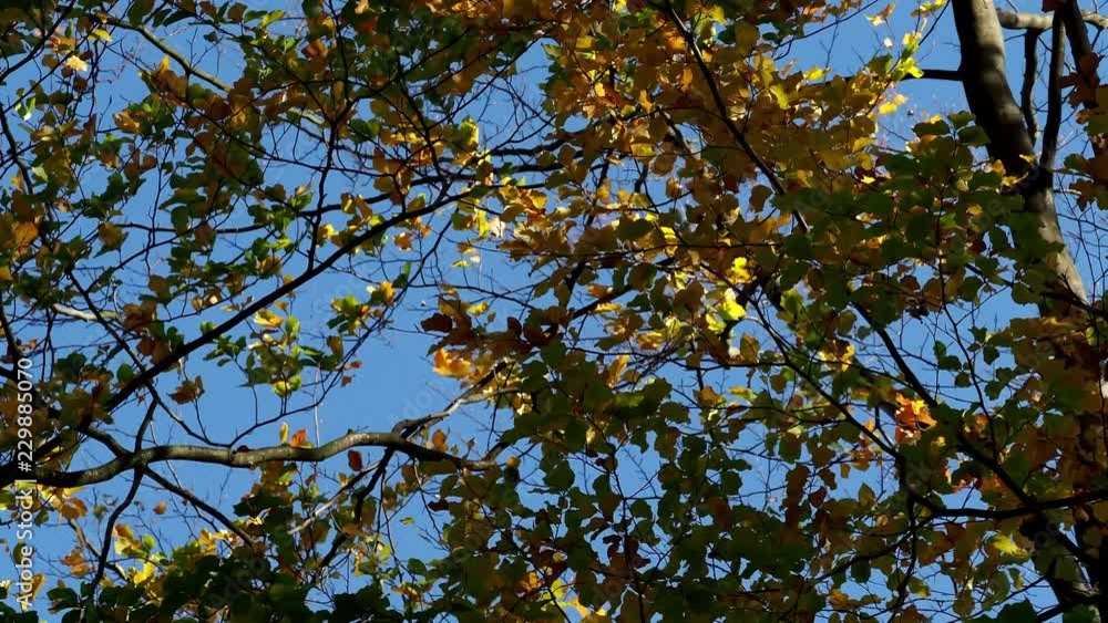 A low angle view of colorful autumn leaves on trees in a forest. Autumn trees in the wind and clear blue sky.