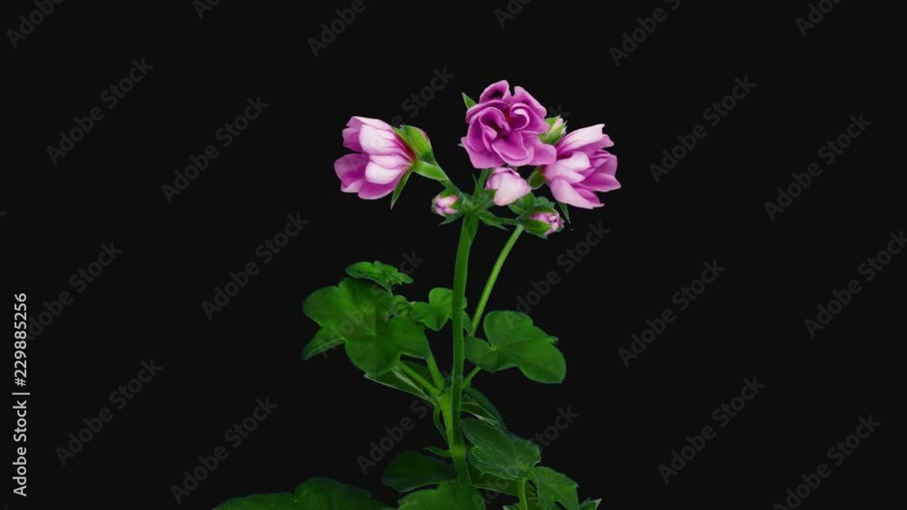 Time-lapse of opening pink Pelargonium flower 3b4 in 4K PNG+ format with ALPHA transparency channel isolated on black background
Time-lapse of opening pink Pelargonium flower 3b4 in 4K PNG+ format with ALPHA transparency channel isolated on black background