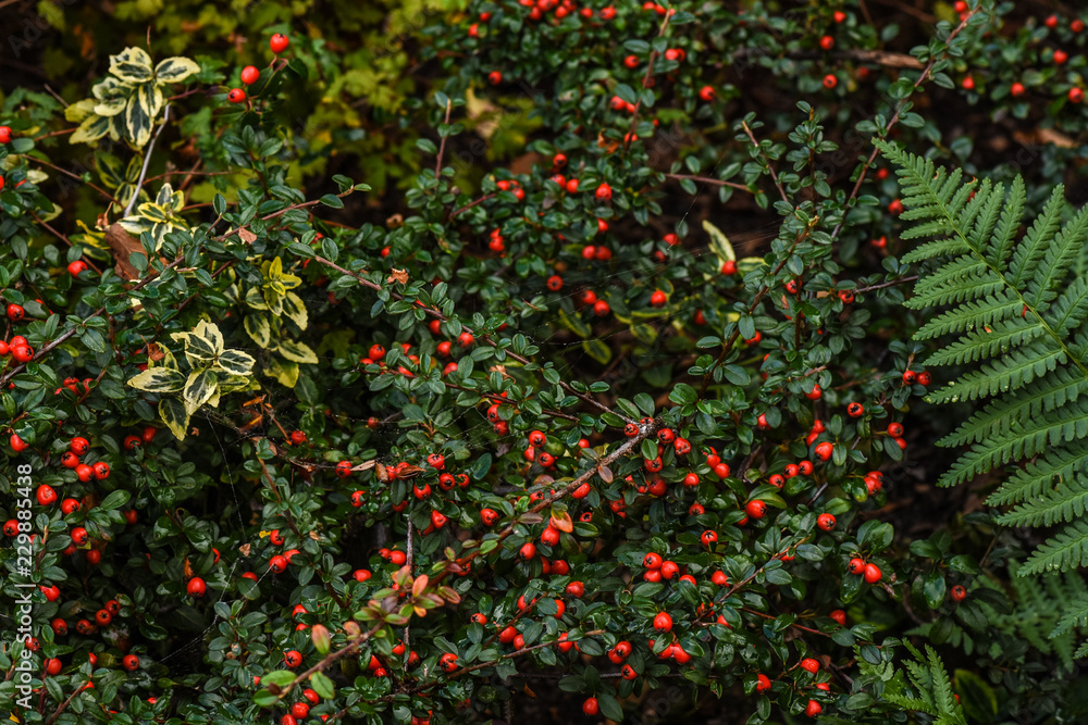 christmas background with red berries christmas background with red berries