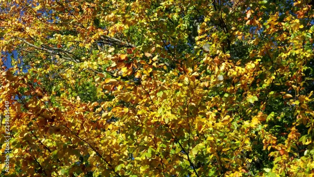 Falling autumn leaves in the wind with a blue sky background Falling autumn leaves in the wind with a blue sky background