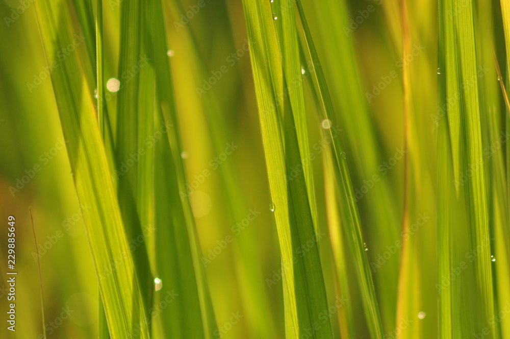 Dew on Fresh green grass with water drops in in the morning Green Season. Beauty bokeh. Dew on Fresh green grass with water drops in in the morning Green Season. Beauty bokeh.