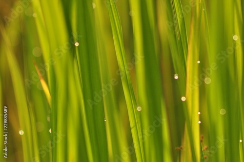Dew on Fresh green grass with water drops in in the morning Green Season. Beauty bokeh.
