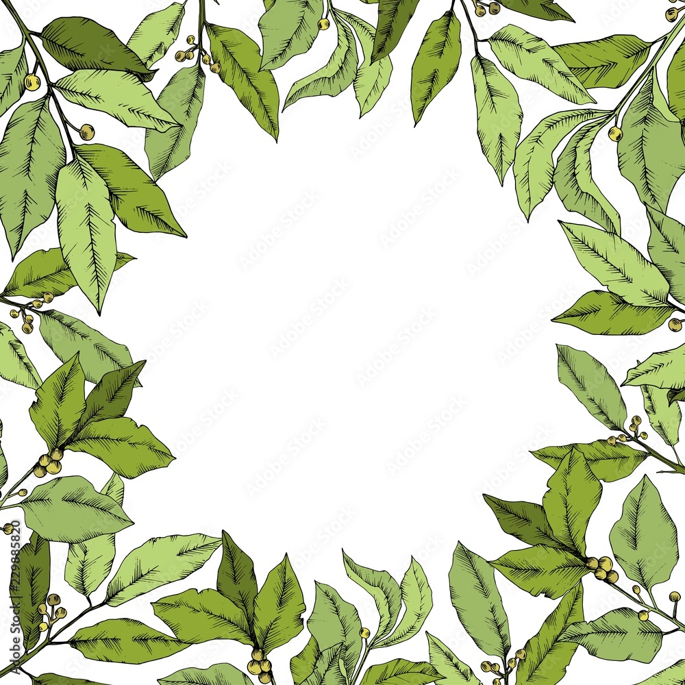 Vector green laurus leaf. Leaf plant botanical garden floral foliage. Frame border ornament square. Vector leaf for background, texture, wrapper pattern, frame or border. Vector green laurus leaf. Leaf plant botanical garden floral foliage. Frame border ornament square. Vector leaf for background, texture, wrapper pattern, frame or border.
