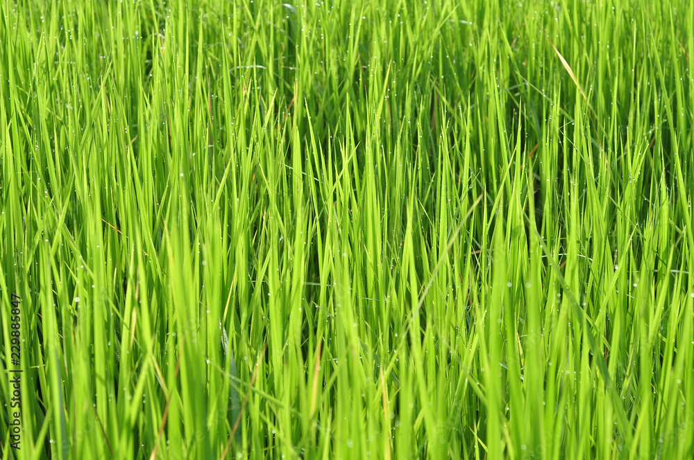 Dew on Fresh green grass with water drops in in the morning Green Season. Beauty bokeh. Dew on Fresh green grass with water drops in in the morning Green Season. Beauty bokeh.