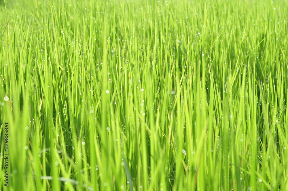 Obraz premium Dew on Fresh green grass with water drops in in the morning Green Season. Beauty bokeh.