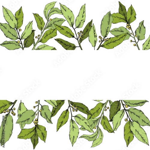 Vector green laurus leaf. Leaf plant botanical garden floral foliage. Frame border ornament square. Vector leaf for background, texture, wrapper pattern, frame or border.