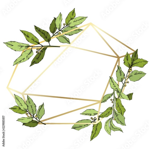 Vector green laurus leaf. Leaf plant botanical garden floral foliage. Frame border ornament square. Vector leaf for background, texture, wrapper pattern, frame or border.