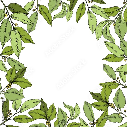 Vector green laurus leaf. Leaf plant botanical garden floral foliage. Frame border ornament square. Vector leaf for background, texture, wrapper pattern, frame or border.