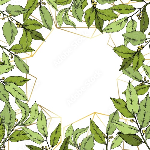 Vector green laurus leaf. Leaf plant botanical garden floral foliage. Frame border ornament square. Vector leaf for background, texture, wrapper pattern, frame or border.
