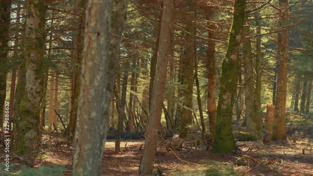 Passing by an autumn sunny virgin fir forest Passing by an autumn sunny virgin fir forest