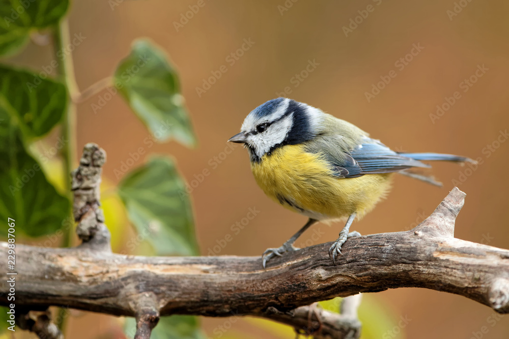 Obraz premium Blaumeise