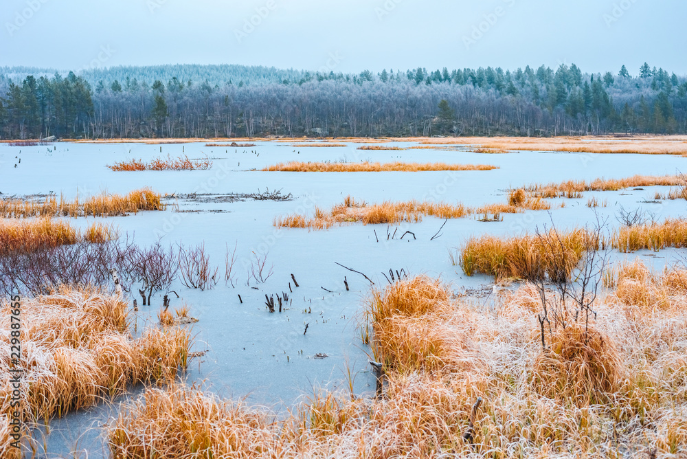 View of the frozen lake with a dry yellow grass and the wood on a background late fall