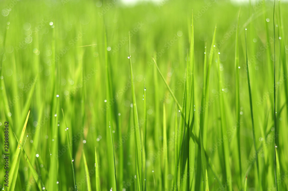 Naklejka premium Dew on Fresh green grass with water drops in in the morning Green Season. Beauty bokeh.