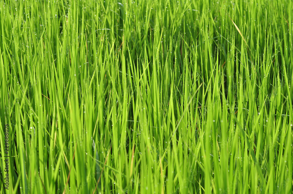 Dew on Fresh green grass with water drops in in the morning Green Season. Beauty bokeh. Dew on Fresh green grass with water drops in in the morning Green Season. Beauty bokeh.