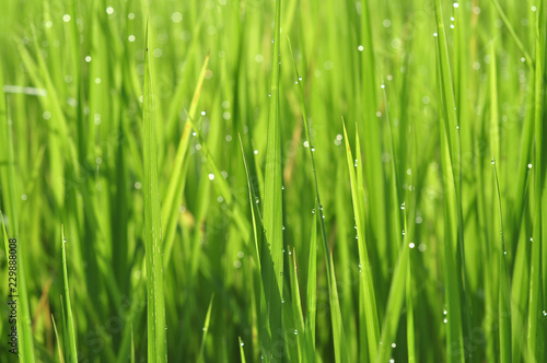 Dew on Fresh green grass with water drops in in the morning Green Season. Beauty bokeh.