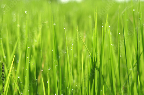 Dew on Fresh green grass with water drops in in the morning Green Season. Beauty bokeh.