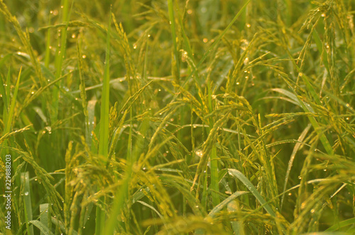 Dew on the ear of paddy and leaves of rice with Sunrise in the morning Green Season.