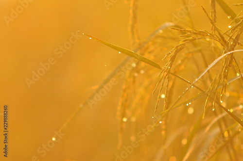 Dew on the ear of paddy and leaves of rice with Sunrise in the morning Green Season.