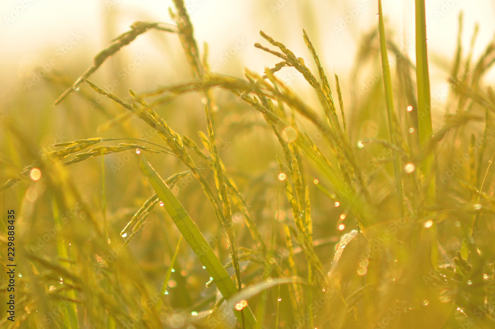 Dew on Fresh green grass with water drops in in the morning Green Season. Beauty bokeh. Abstract blurry background. Nature background. Texture.Rice fields with good environment concept. copy space. Dew on Fresh green grass with water drops in in the morning Green Season. Beauty bokeh. Abstract blurry background. Nature background. Texture.Rice fields with good environment concept. copy space.