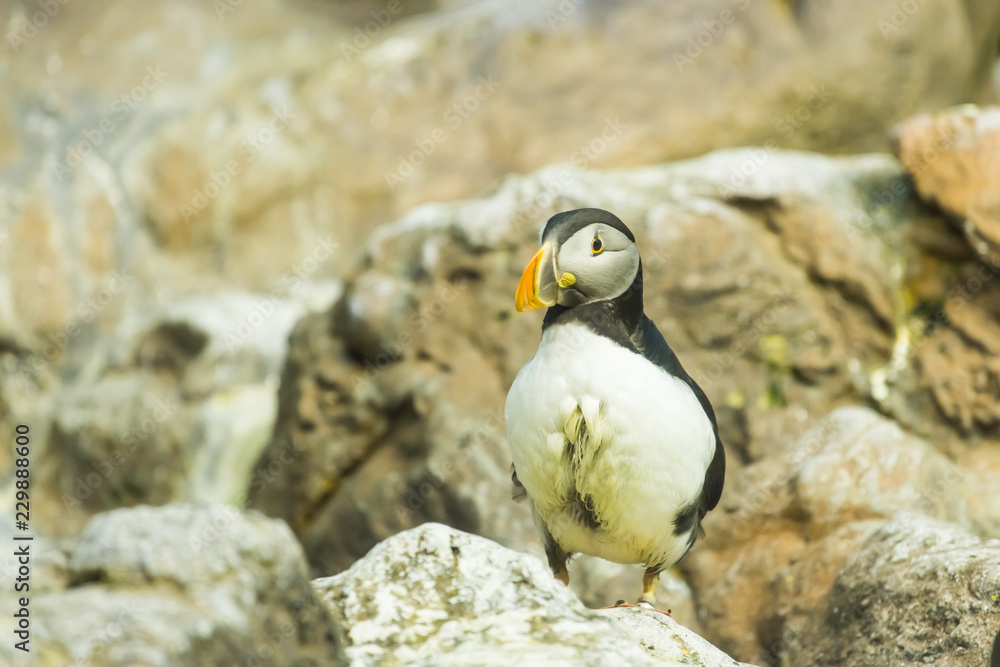 Fototapeta premium Bird, wildlife and zoo concept - Atlantic Puffin or common puffin