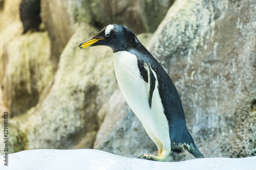 Bird, wildlife and zoo concept - Emperor penguin at the zoo