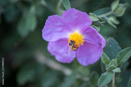 bee on a purple flower