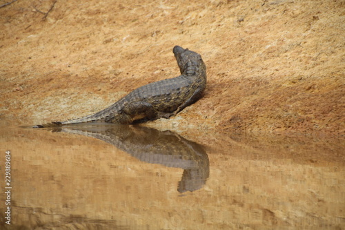 Bild auf Leinwand croc in amazonas