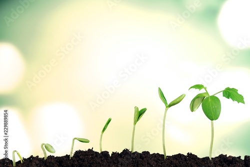 Vászonkép Growth of new life on  background
