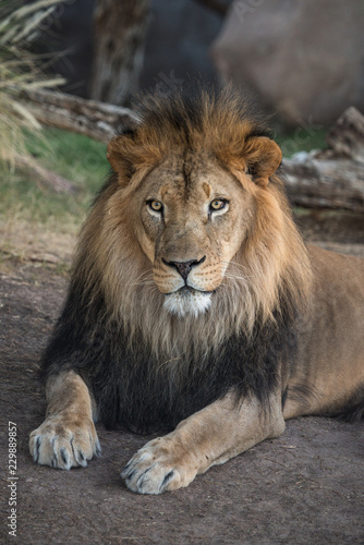 portrait of a lion © Alex Coleman