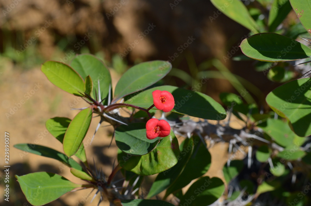 Crown of Thorns Flowers, Christ Plant, Euphorbia Milii Crown of Thorns Flowers, Christ Plant, Euphorbia Milii