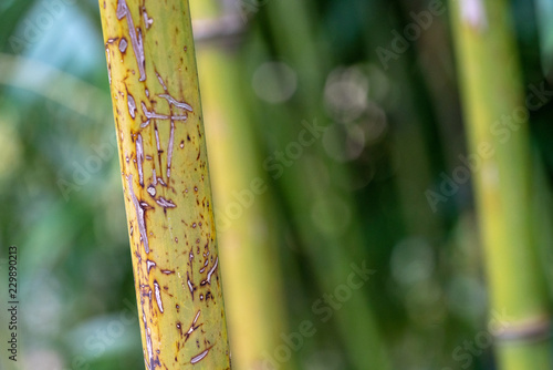 bamboo in garden (ID: 229890213)