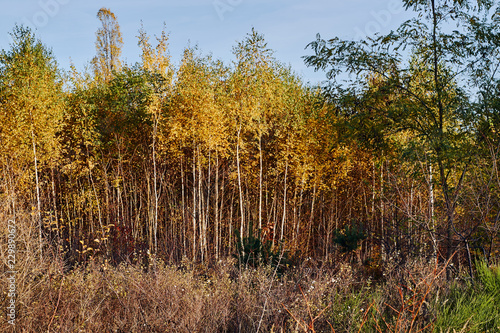 white trunks of trees in birch grove in autumn .