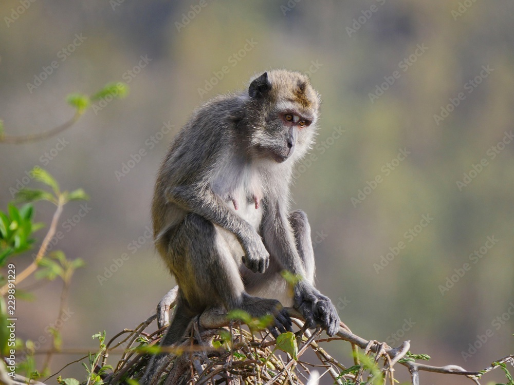 Naklejka premium Portrait of a monkey