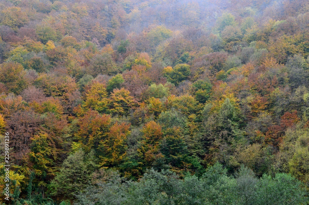 autumn landscape in the forest
