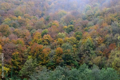 autumn landscape in the forest 