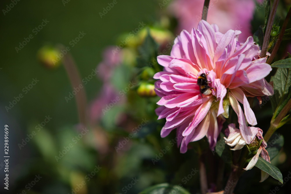 Obraz premium Blüte Hummel