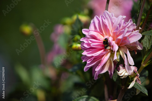 Blüte Hummel