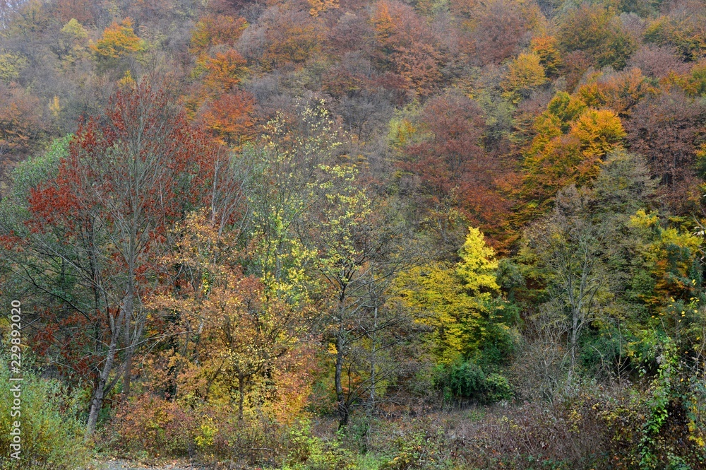 autumn landscape in the forest
