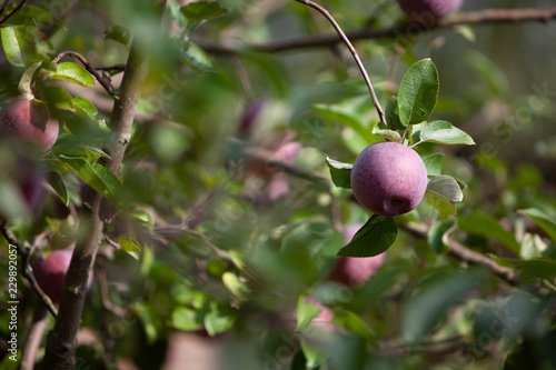 Apfelbaum