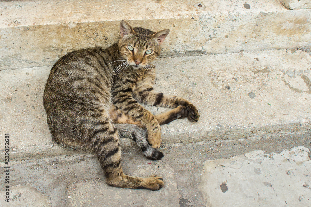 striped tabby cat on stone steps