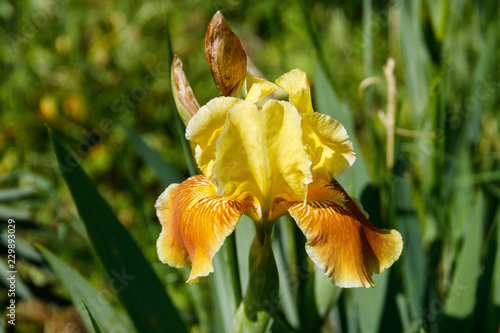 Fototapeta Naklejka Na Ścianę i Meble -  Beautiful iris flower on flowerbed in garden