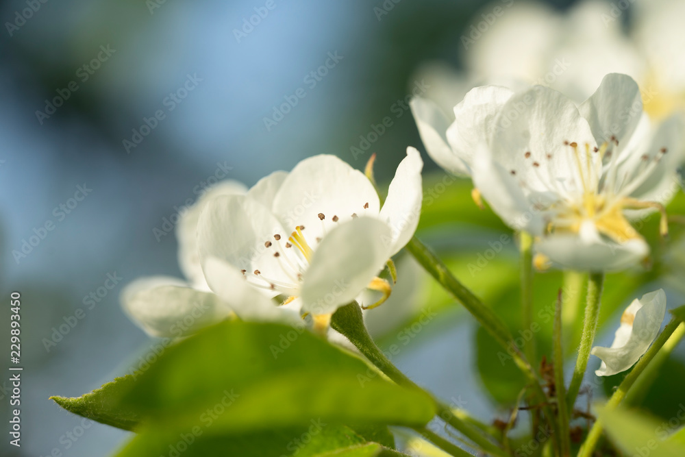 Obraz premium Blühender Apfelbaumzweig