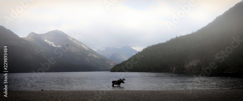 moose in a mountain lake on a foggy day in alberta, canada